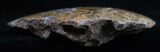 Polished Fossil Coral Head - Very Detailed #10375-2